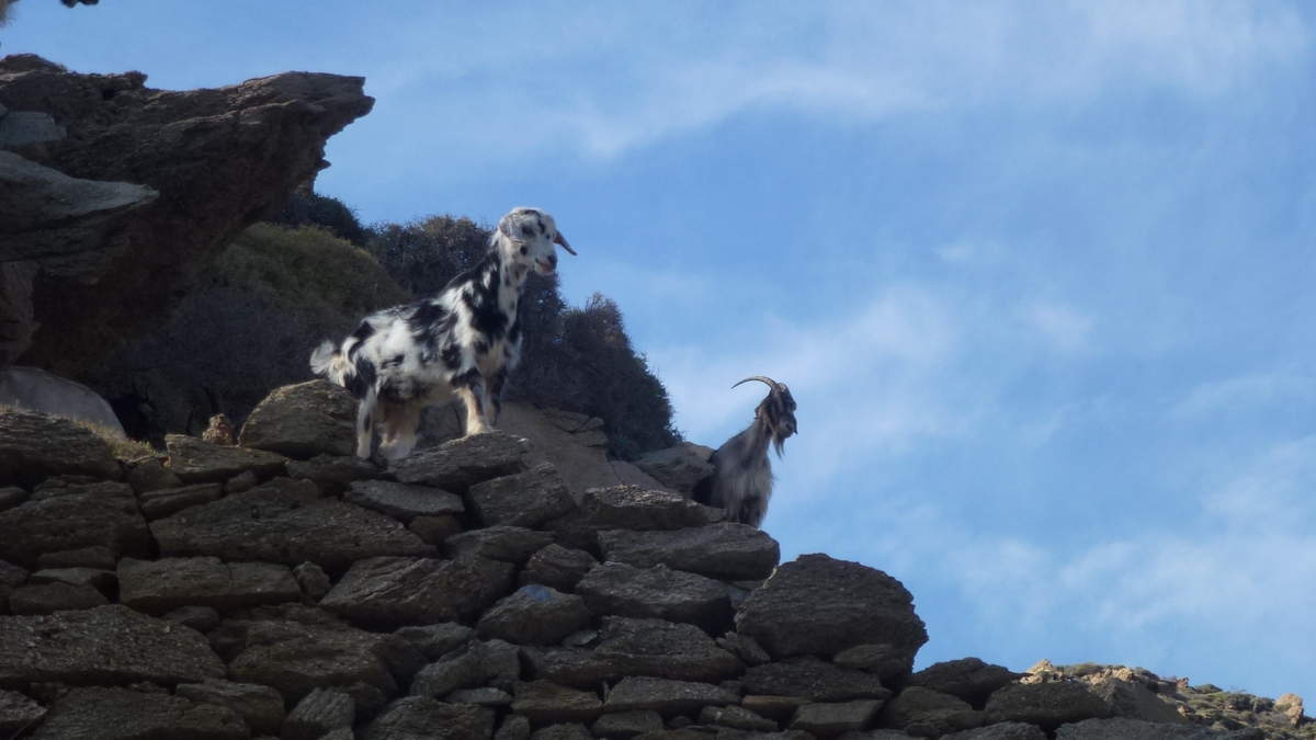 Des chèvres, des moutons, des ânes ..........et des hommes